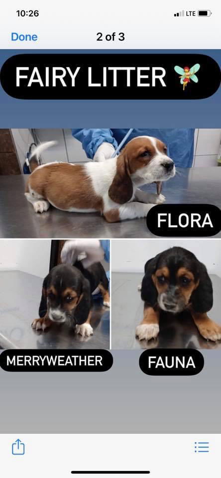 Fairy Litter- Flora