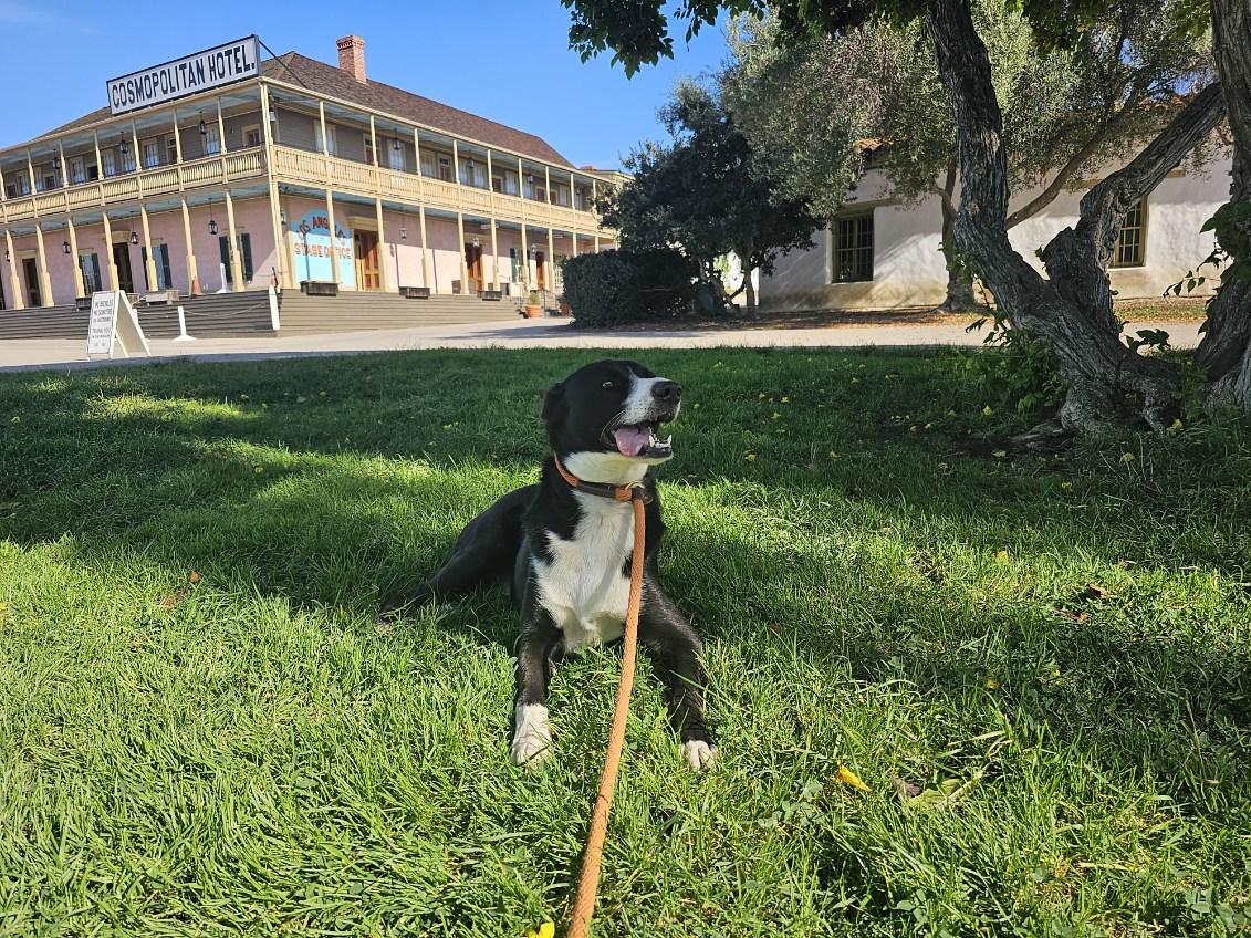 adoptable Dog in San Diego, CA named Chopper