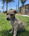 Taco Tuesday Litter - Queso