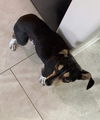 Chiquita