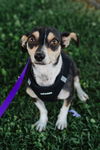 Chiquita