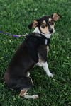 Chiquita