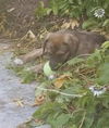 Seeds Litter-Flax