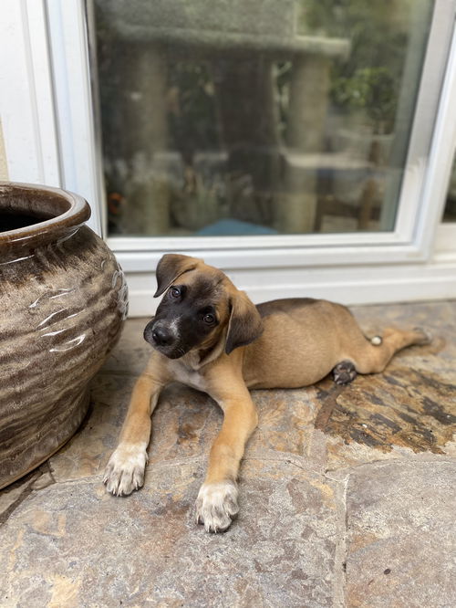 Beer Litter- Stella