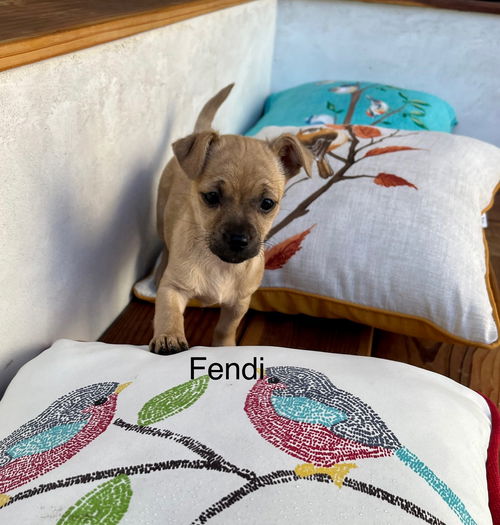 Fendi