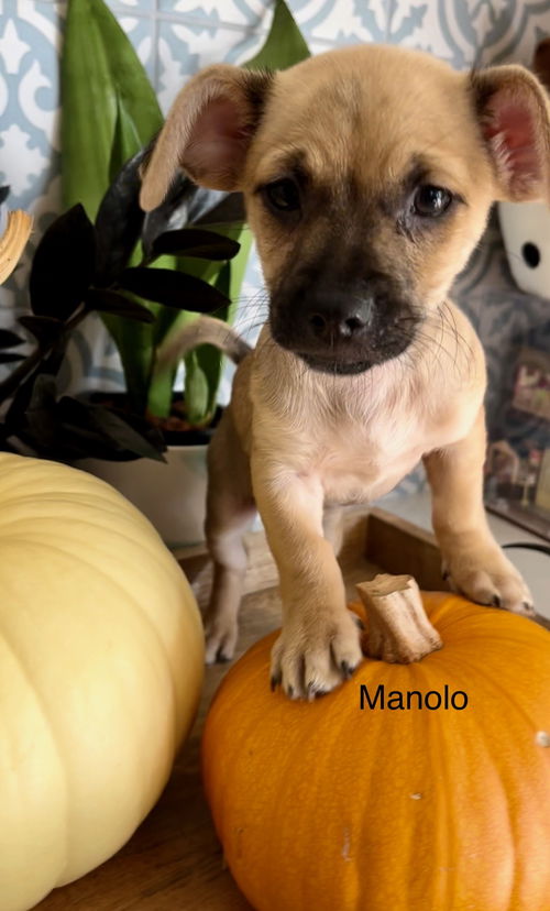 Manolo