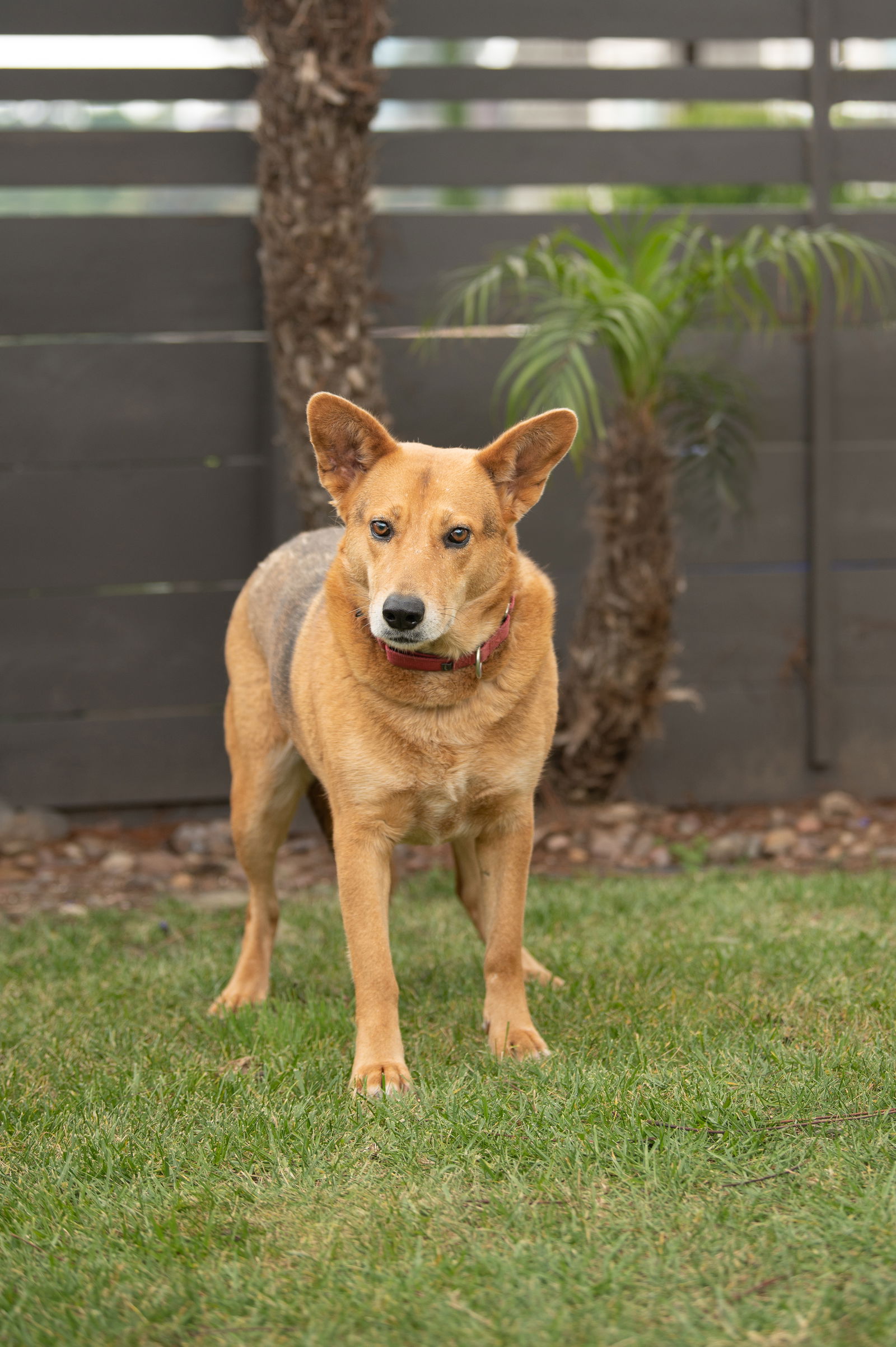 adoptable Dog in San Diego, CA named Tirena