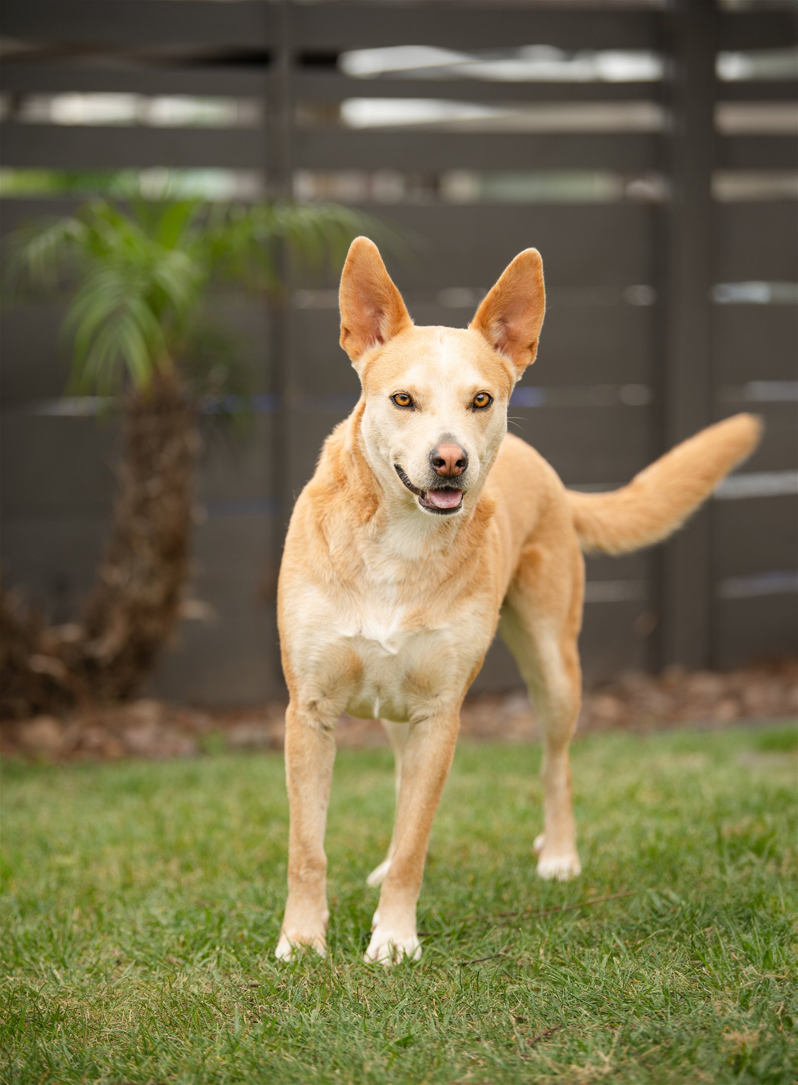 adoptable Dog in San Diego, CA named Montana
