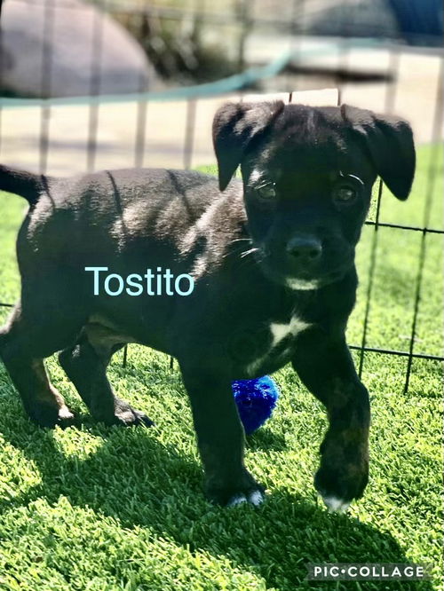 Tostito Chip litter