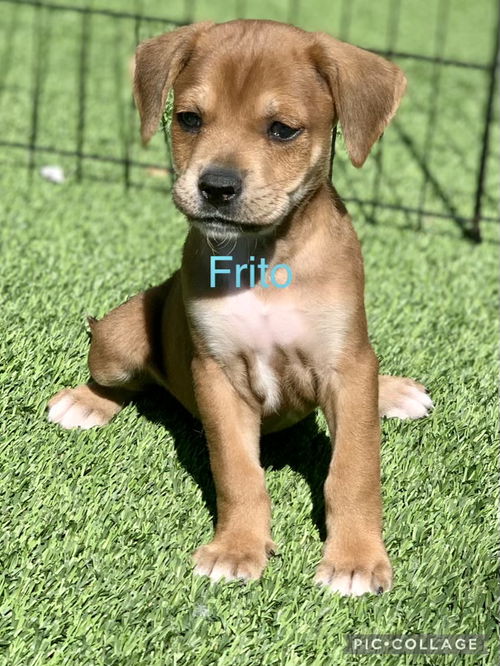 Frito-Chip litter