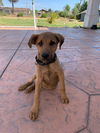 Roscoe