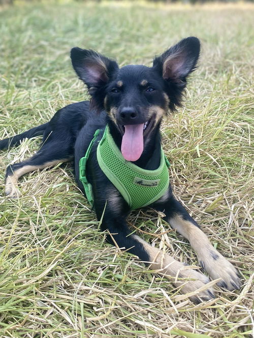 Flynn
