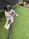 adoptable Dog in San Diego, CA named Sadie Rose