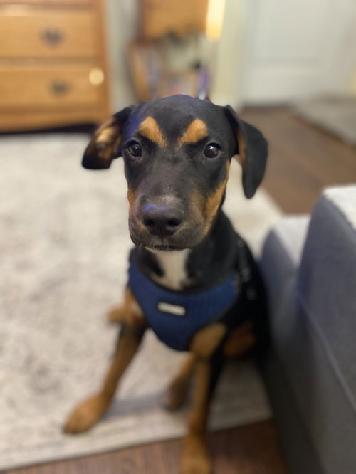 Greek Litter - Apollo