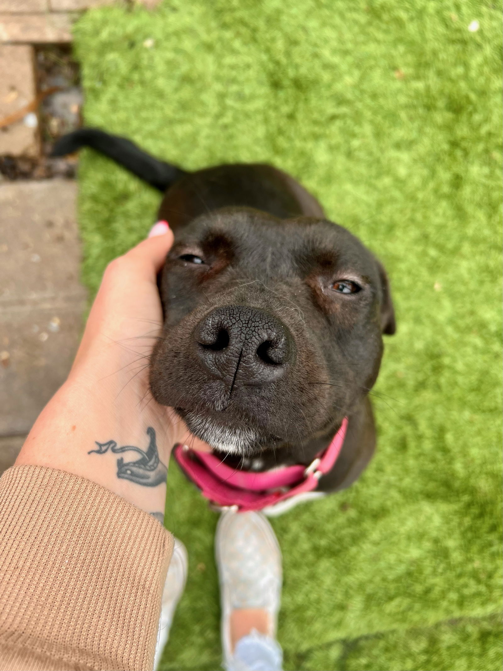 adoptable Dog in San Diego, CA named Luna