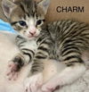 Charm