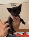 Binx