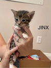 Jinx