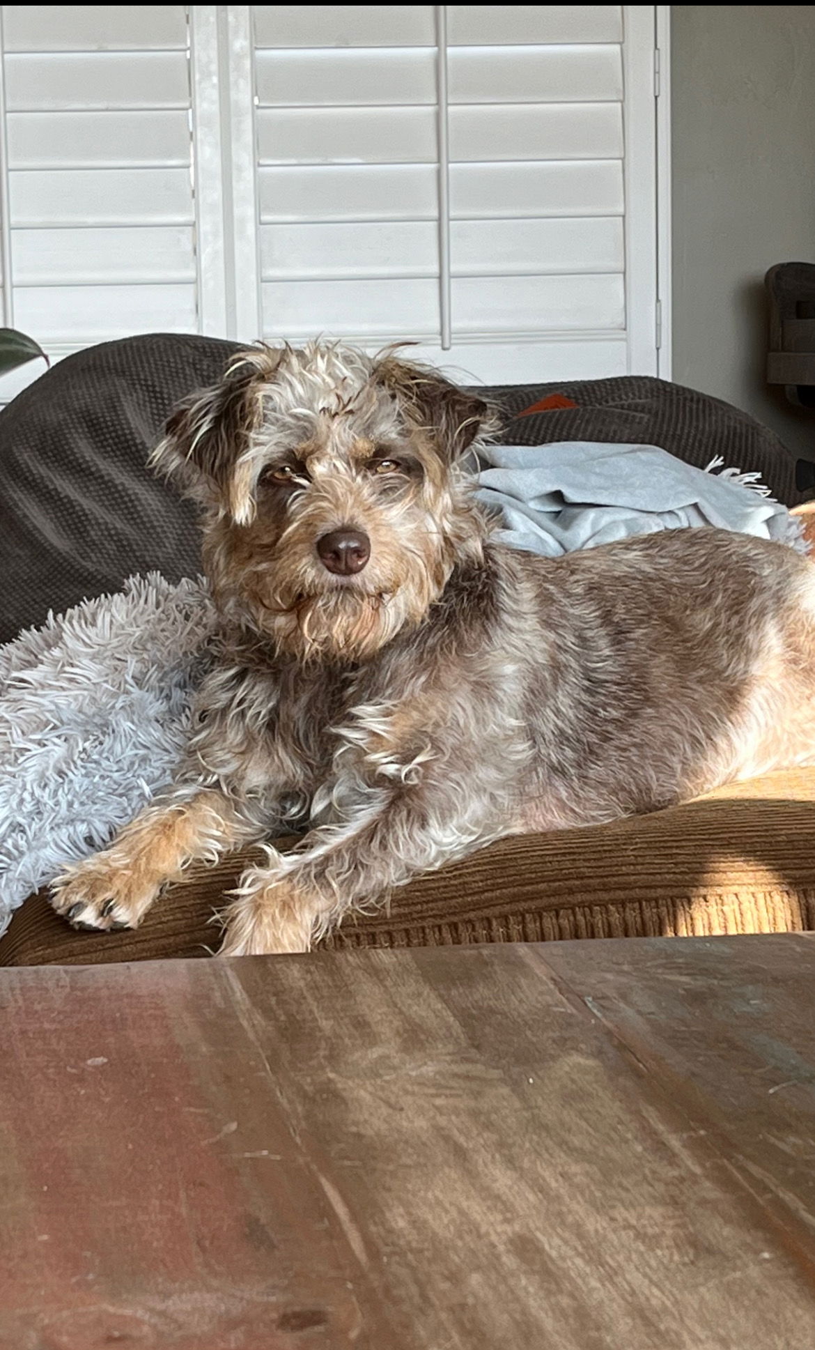 Schnauzer store aussie mix