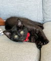 Twilight litter- Jasper