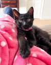 Twilight litter- Alice
