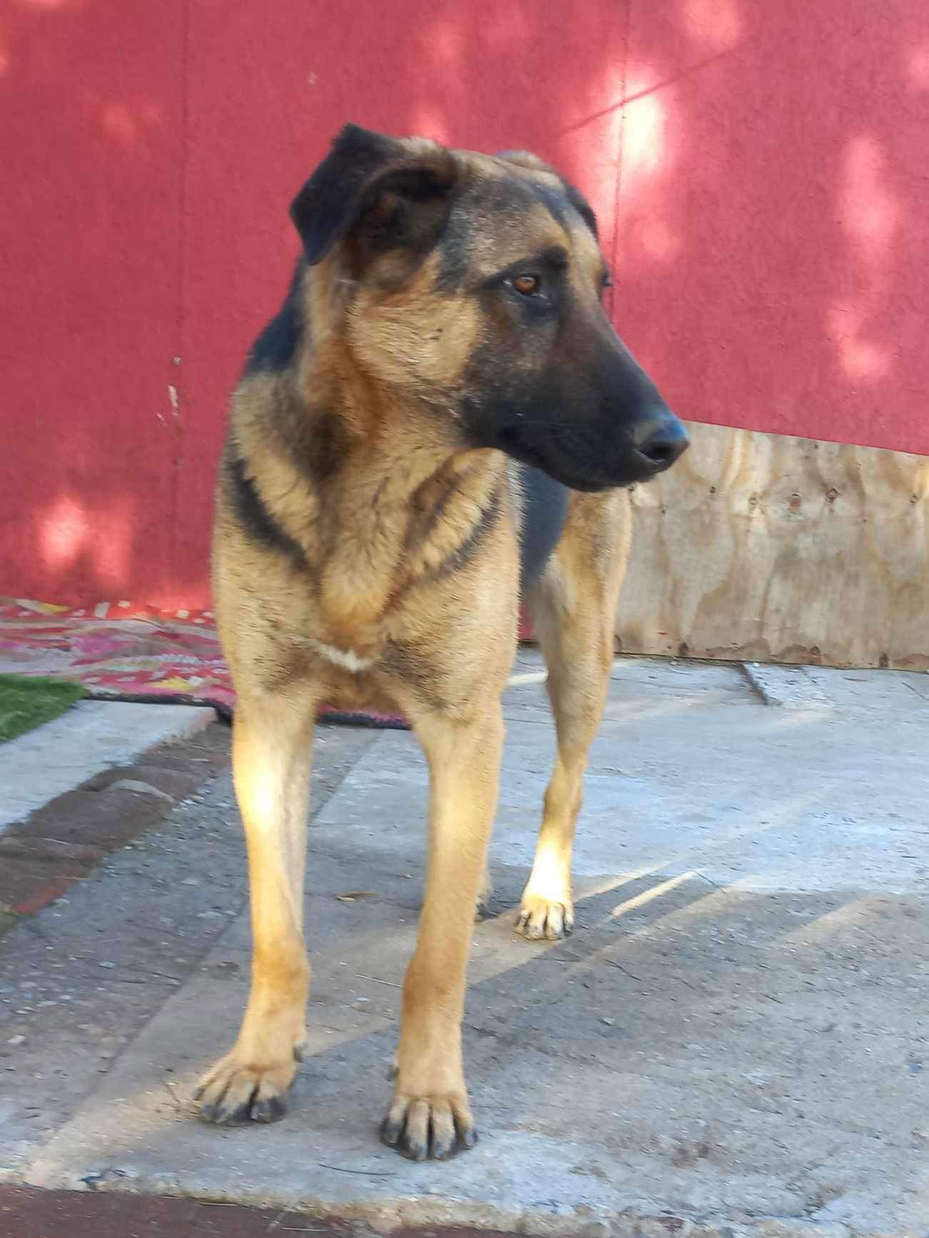 adoptable Dog in San Diego, CA named Axel