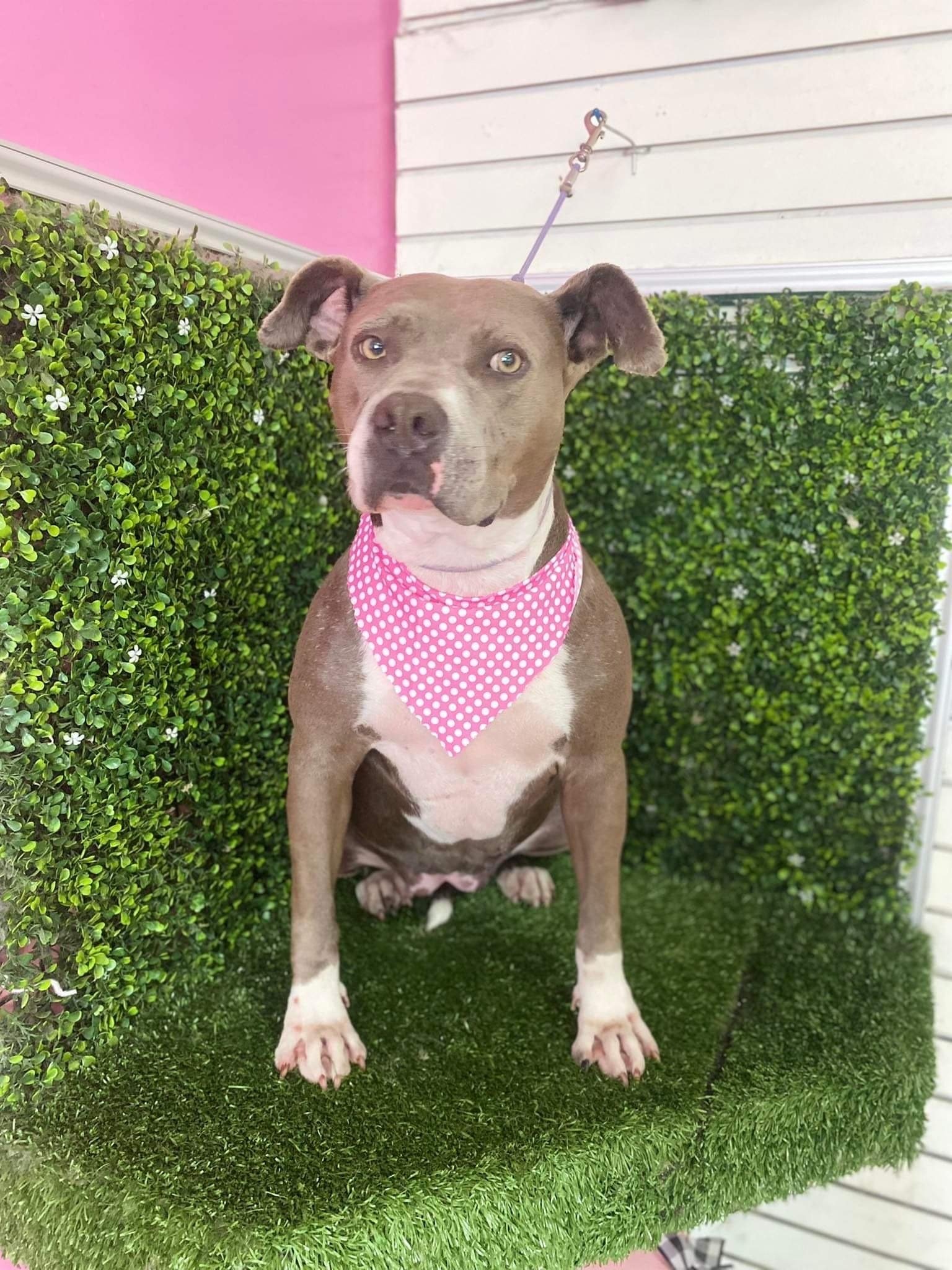 adoptable Dog in San Diego, CA named Goldie