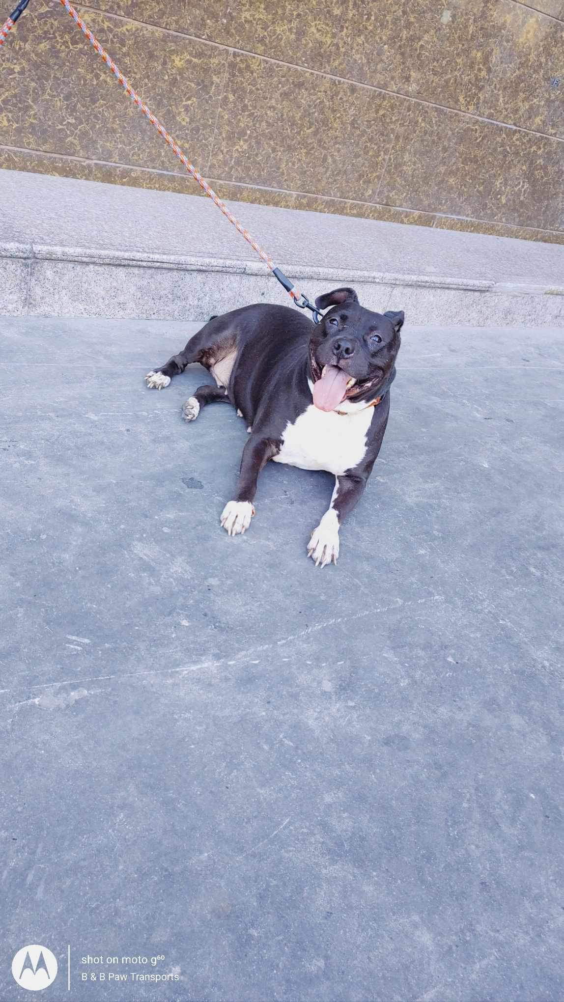 adoptable Dog in San Diego, CA named Tinker