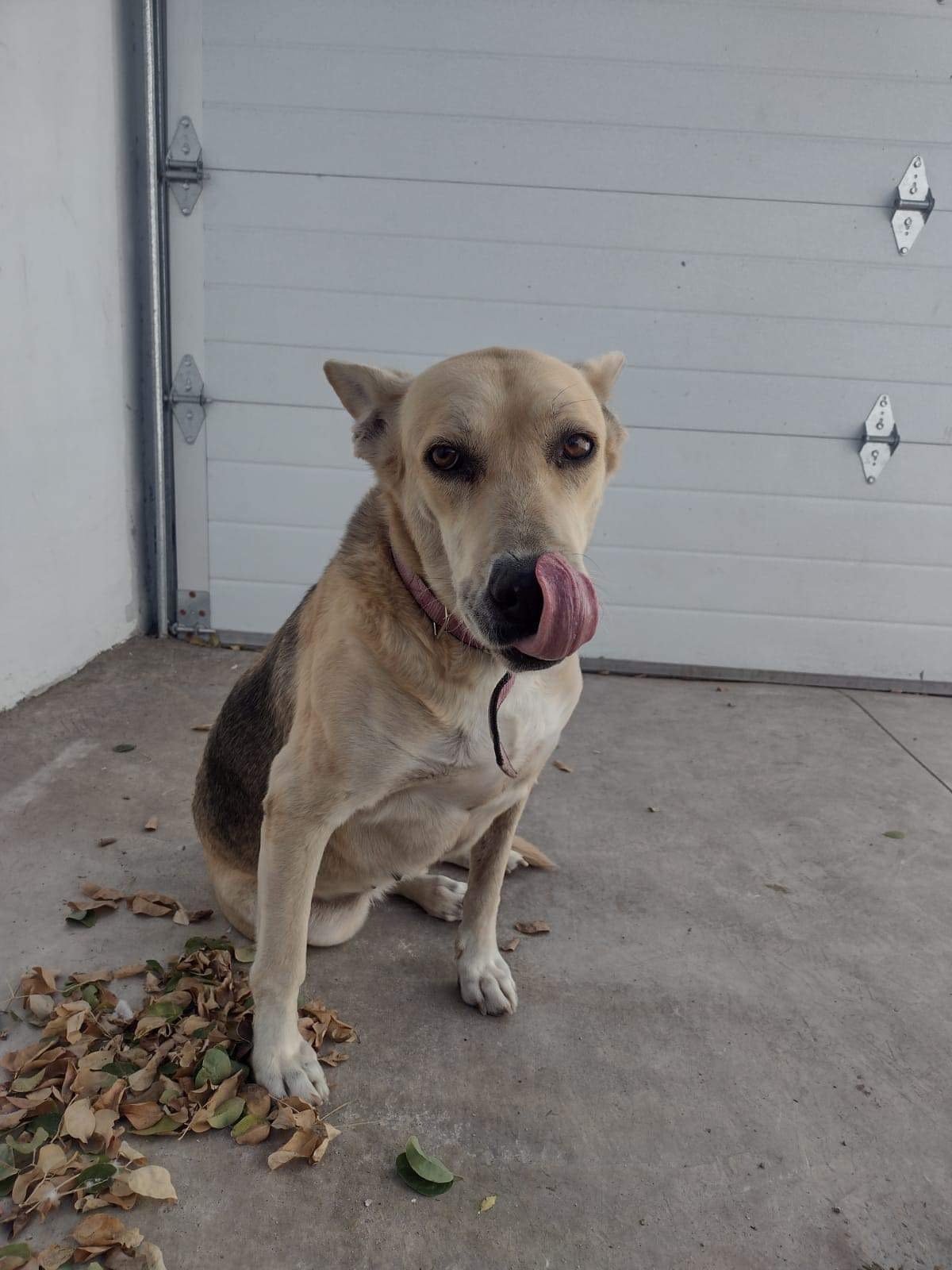 adoptable Dog in San Diego, CA named Loba