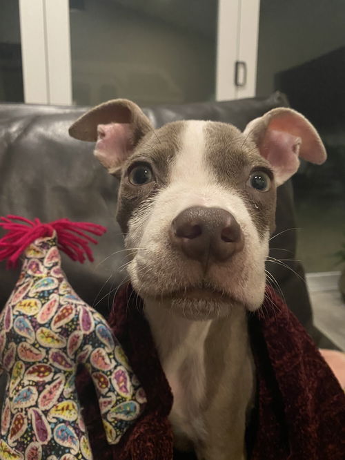 Finn