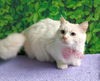 Primrose