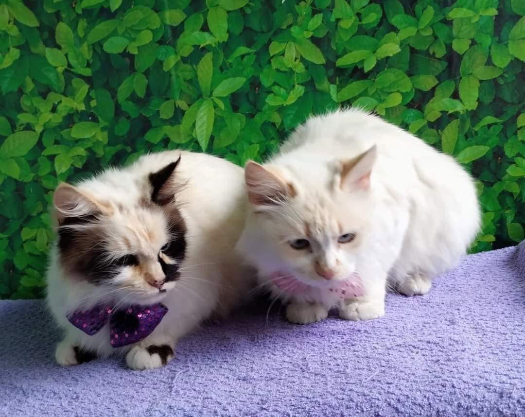Cats for Adoption in El Cajon, California Alpha Paw