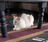 Primrose