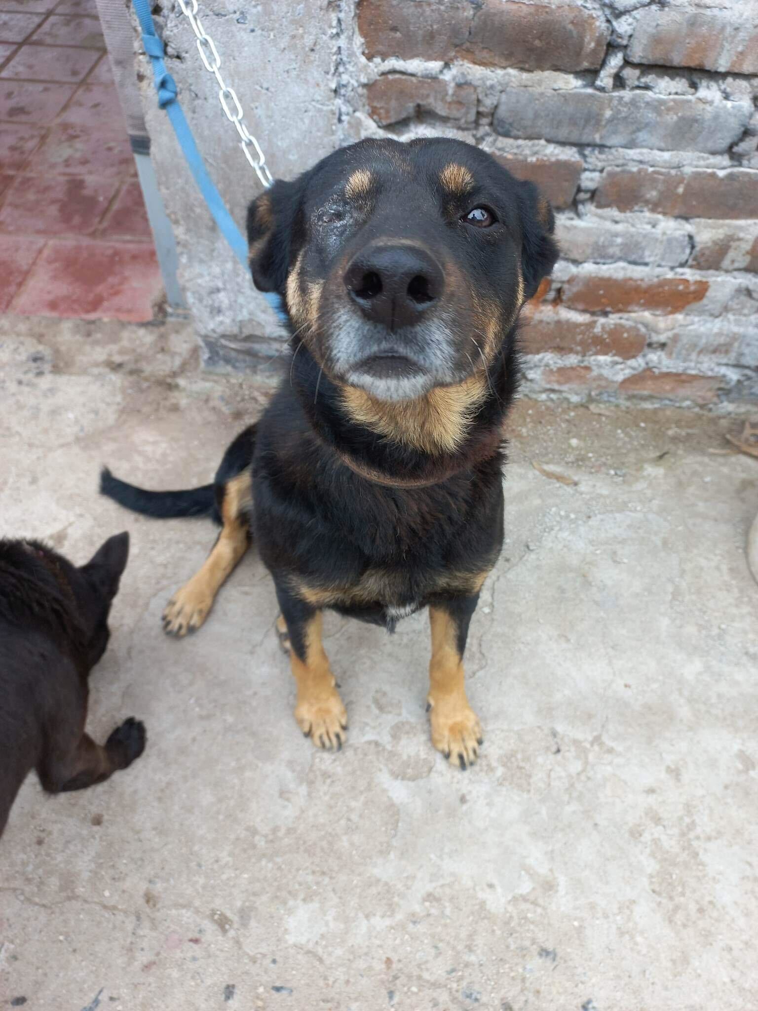 adoptable Dog in San Diego, CA named Catalina