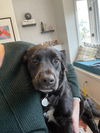 Ozzie