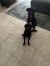 Ozzie