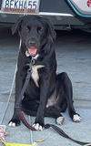 Ozzie