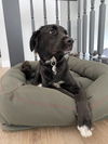 Ozzie