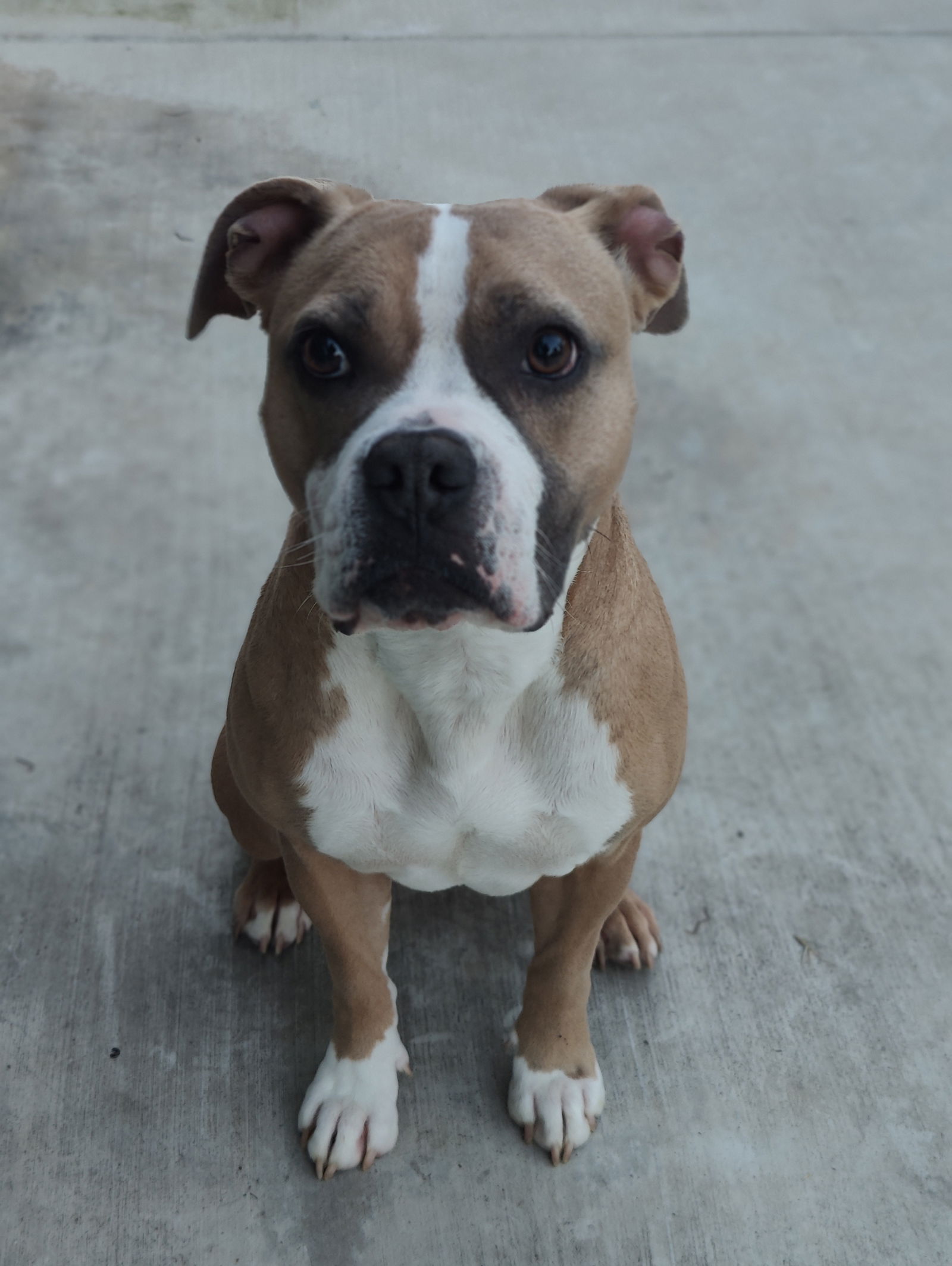 adoptable Dog in San Diego, CA named Pickles