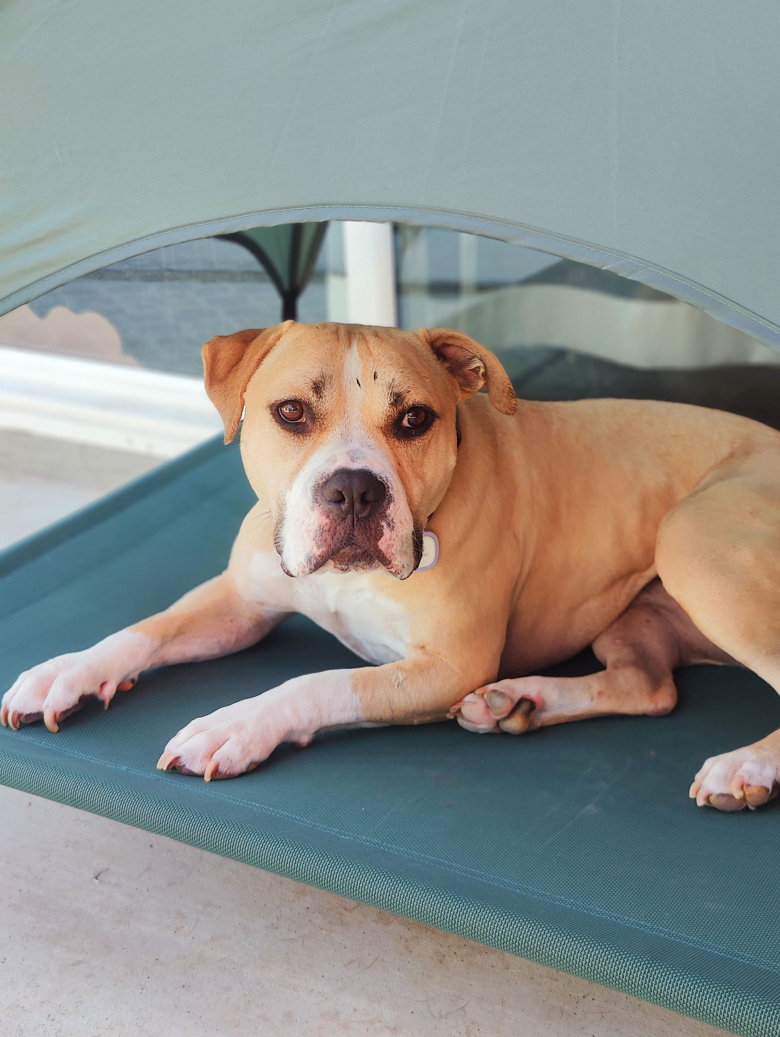 adoptable Dog in San Diego, CA named Honey