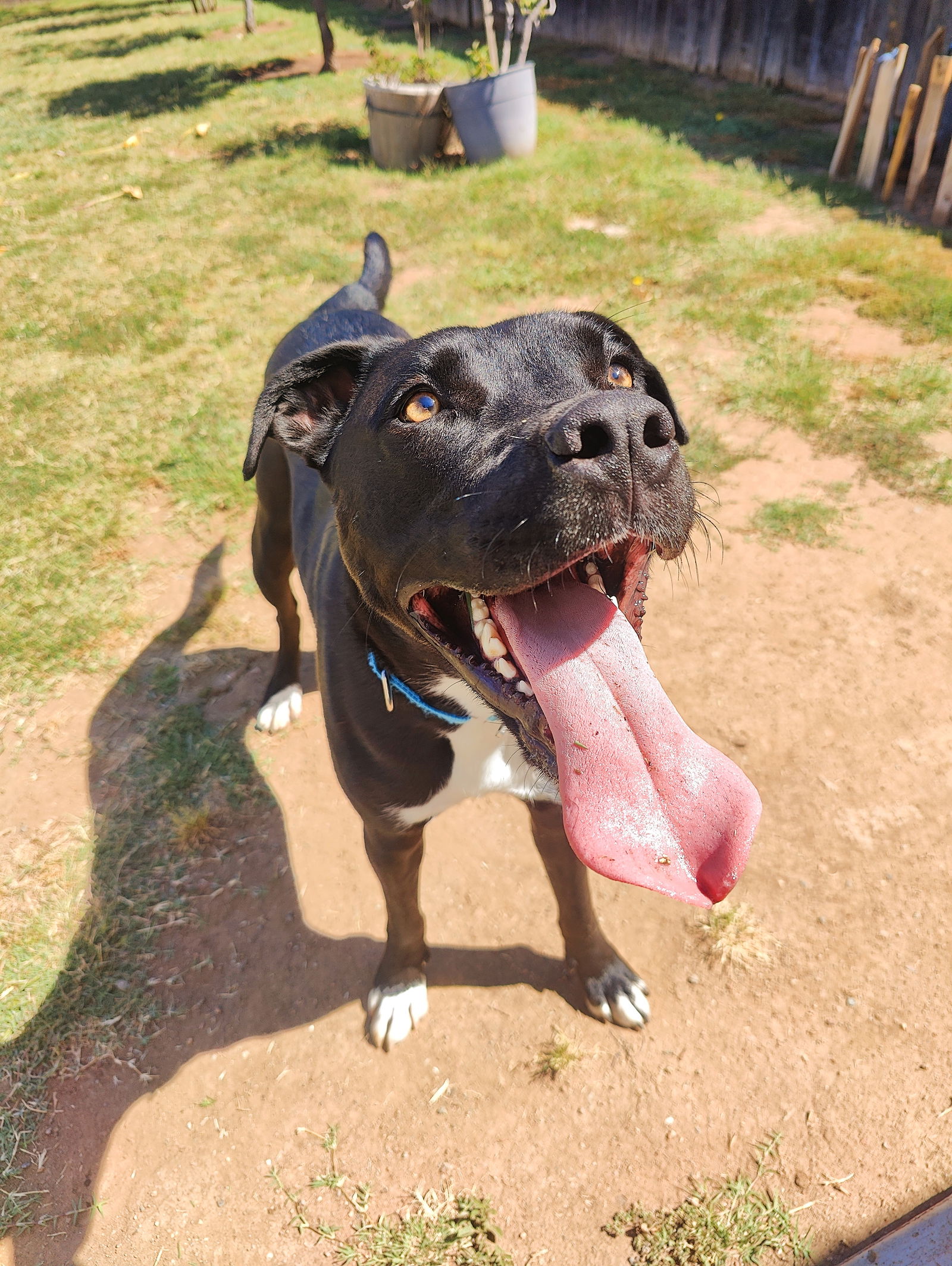 adoptable Dog in San Diego, CA named Thumper