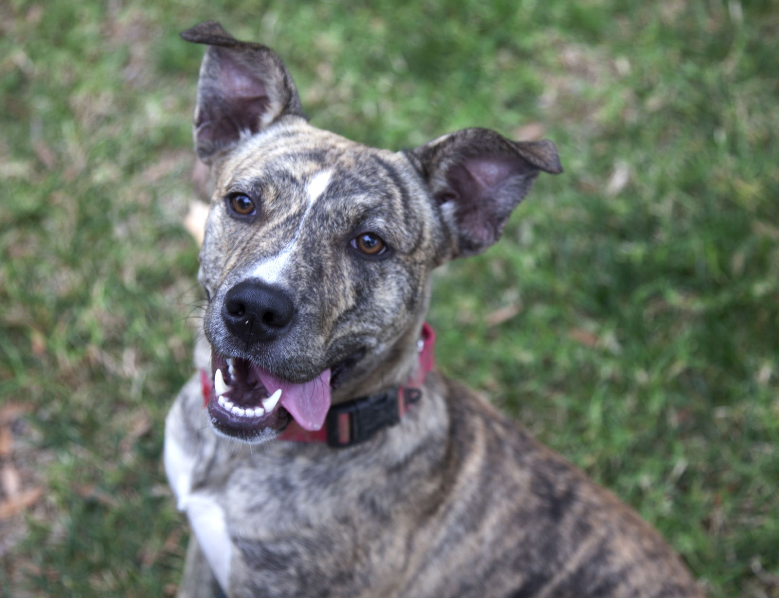 adoptable Dog in San Diego, CA named Coconut