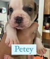 Petey