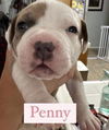 Penny