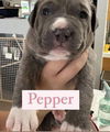 Pepper