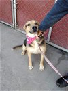 adoptable Dog in  named Bella