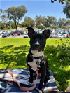 adoptable Dog in san diego, CA named Abby