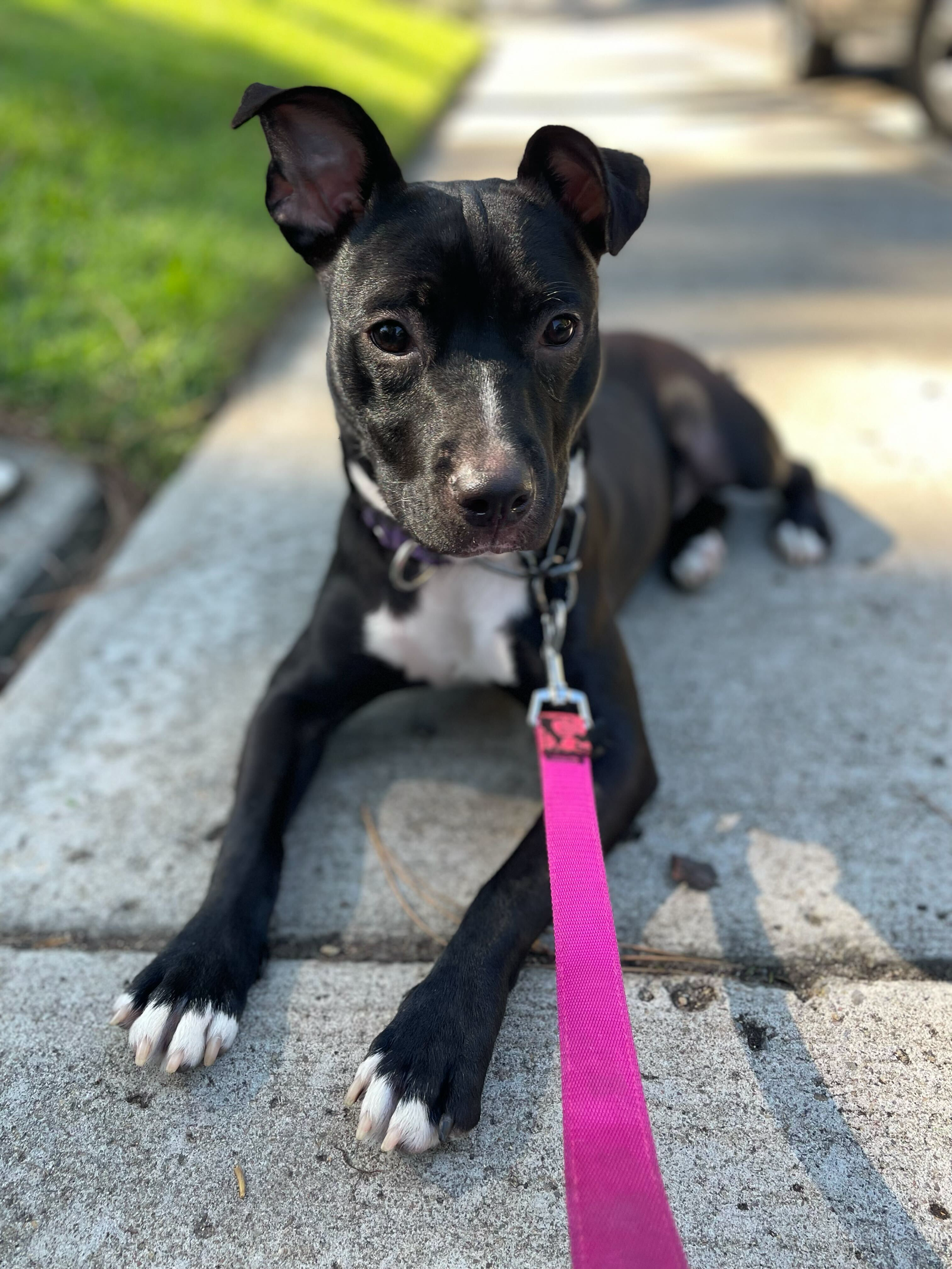 adoptable Dog in San Diego, CA named Abby