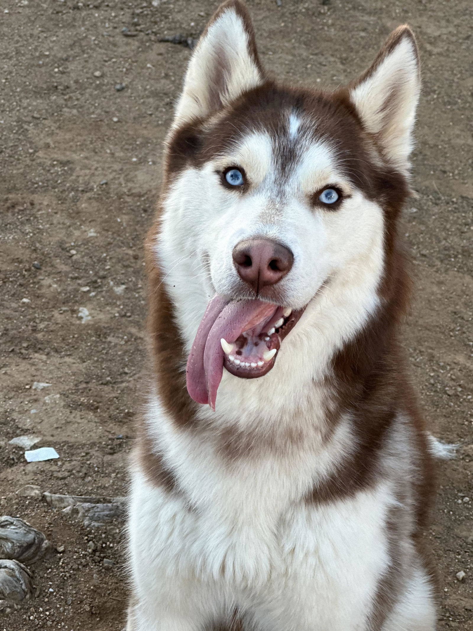 adoptable Dog in San Diego, CA named Whiskey