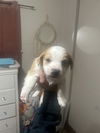 Buddy